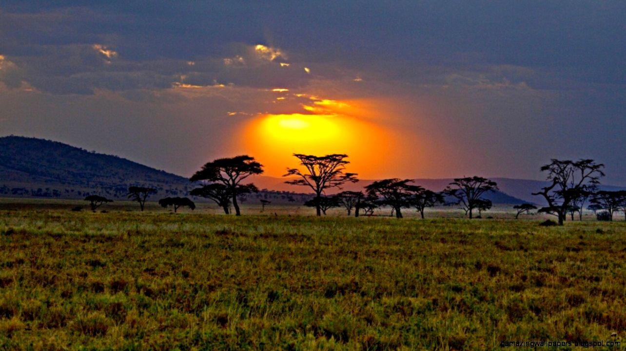 1366x768 Sunset Trees Gras Field Africa desktop PC and Mac wallpaper 1366x768 Sunset Trees Gras Field Africa desktop PC and Mac wallpaper