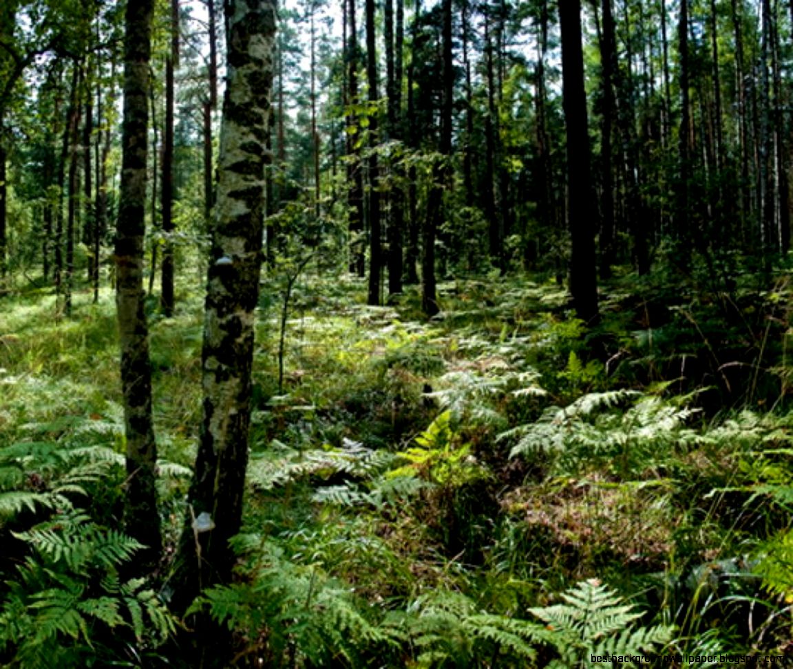 Wallpaper Murals Forest Best Wall Murals Gallery  Room Ideas Wallpaper Murals Forest Best Wall Murals Gallery  Room Ideas