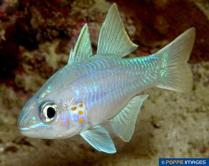 Spotted-Gill Cardinalfish (Apogon Chrysopomus)