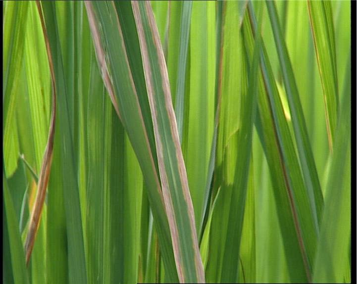 Nature and Farming Rice Disease Bacterial blight