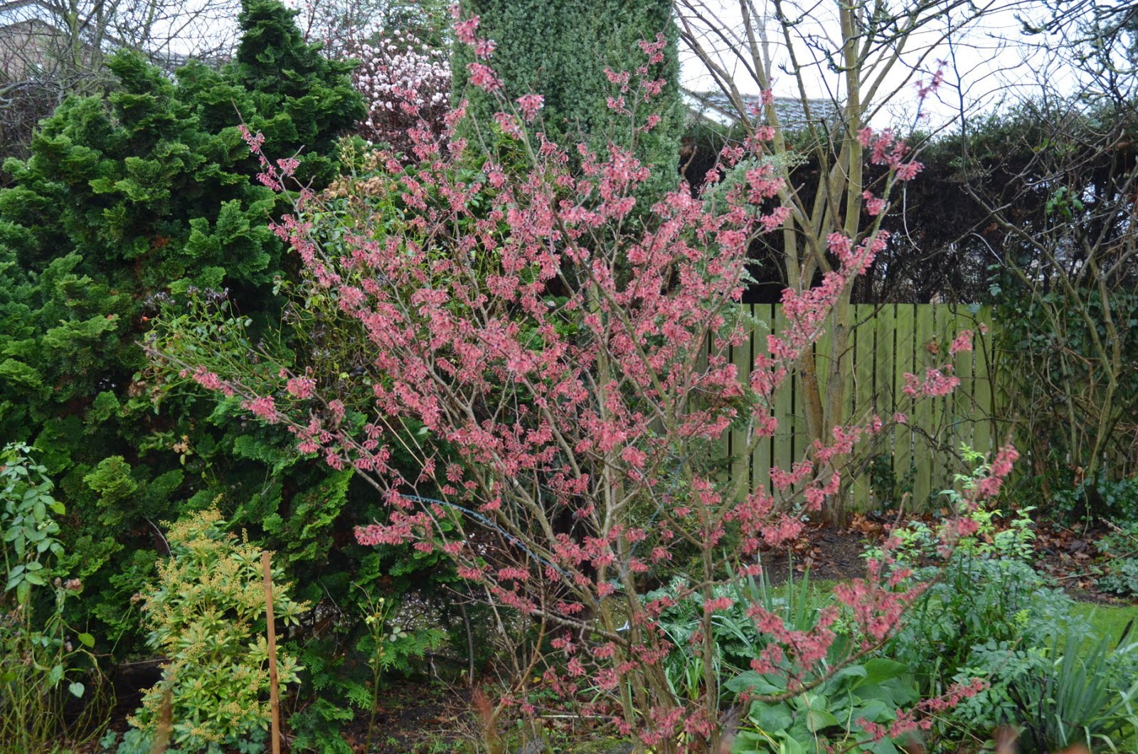 A Digital Botanic Garden Viburnum X Bodnantense Dawn Adoxaceae