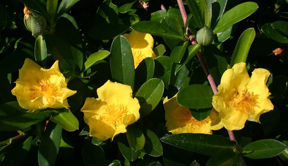 Toowoomba Plants Snake Vine