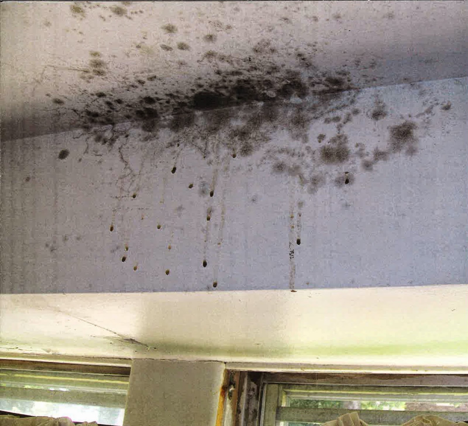 Ontario Landlord And Tenant Law Getting Sick From Mould In