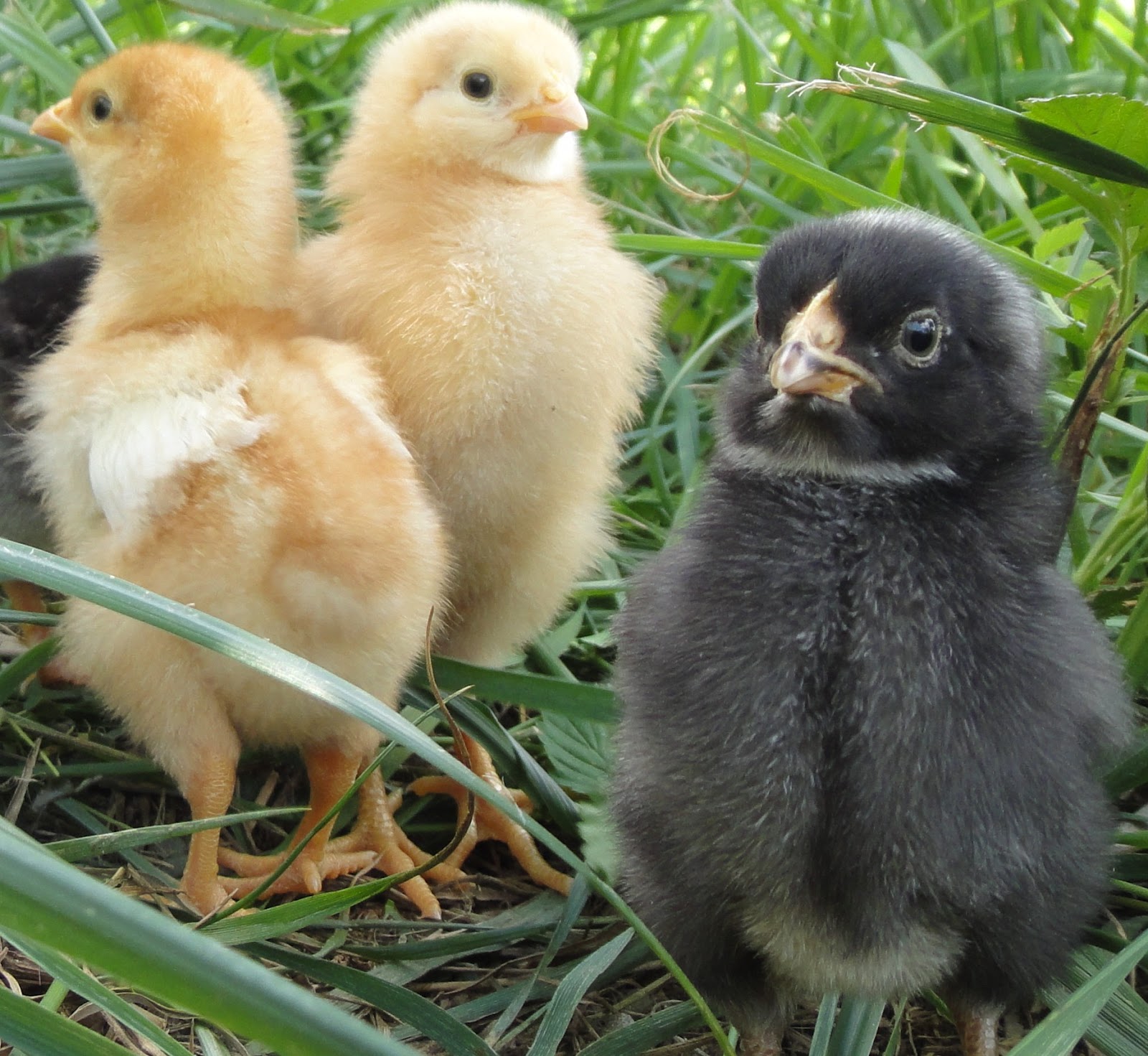 Ken Ilgunas Spring chickens