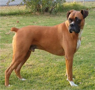 Boxer Dog