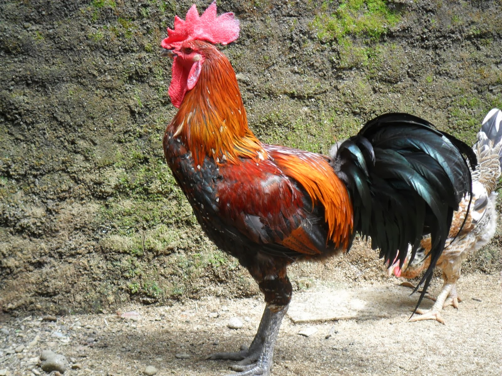 MANFAAT DAGING AYAM UNTUK TUBUH KITA MANFAAT DAGING AYAM UNTUK TUBUH KITA