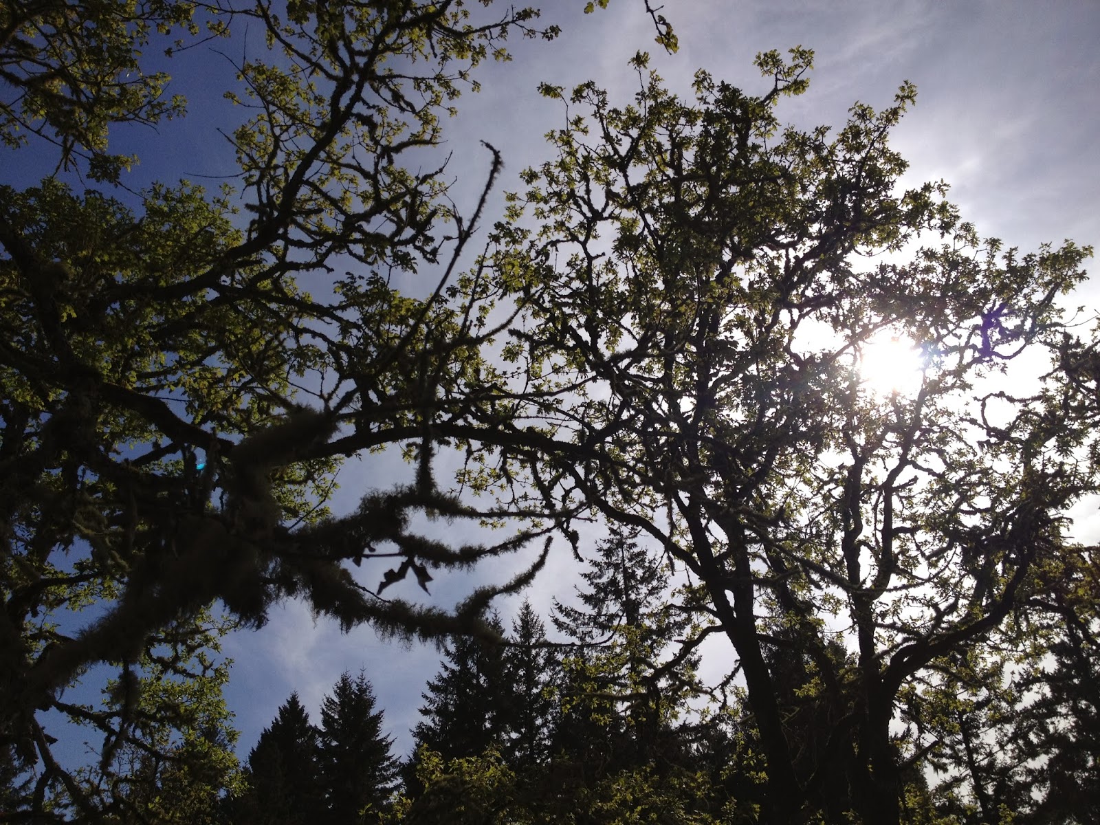 Dragonfly Meadow Adventuring 40407 Cooper Mountain Nature Park