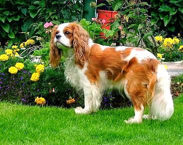 Cavalier spaniel o Cavalier King Charles Spaniel