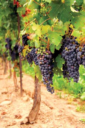 Growing Concord Grapes: Weather Grapevine - Is It Necessary?