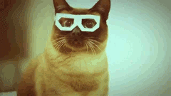 Funny+cat+tongue+animals+gif+picture.gif