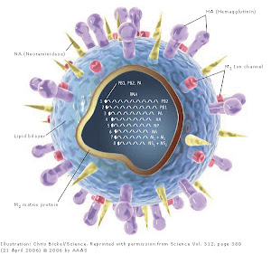 VIRUS de la GRIPE