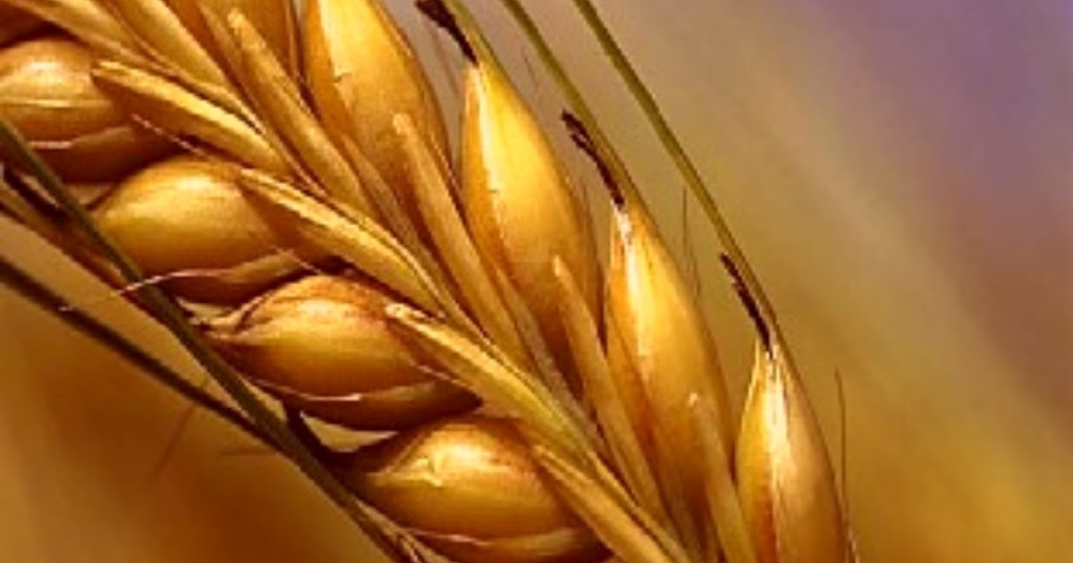 Bringing The Inside Out Grain of Wheat