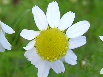flor de manzanilla