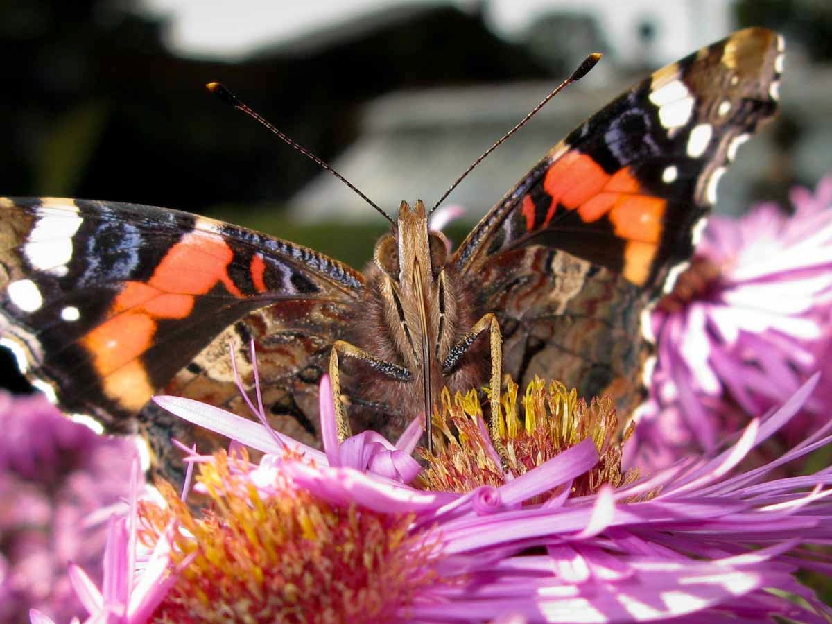 Red admiral butterfly close up
