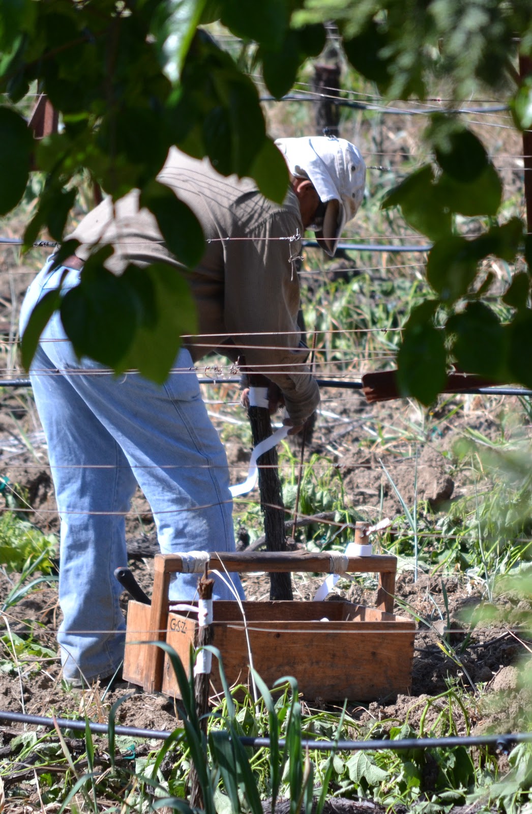 Matthiasson Vineyard Grafting our Grapes