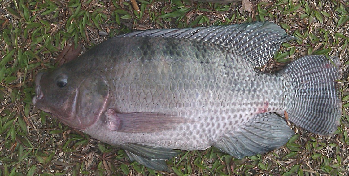 Tilapia Fishing Part 2 The Fish Hut