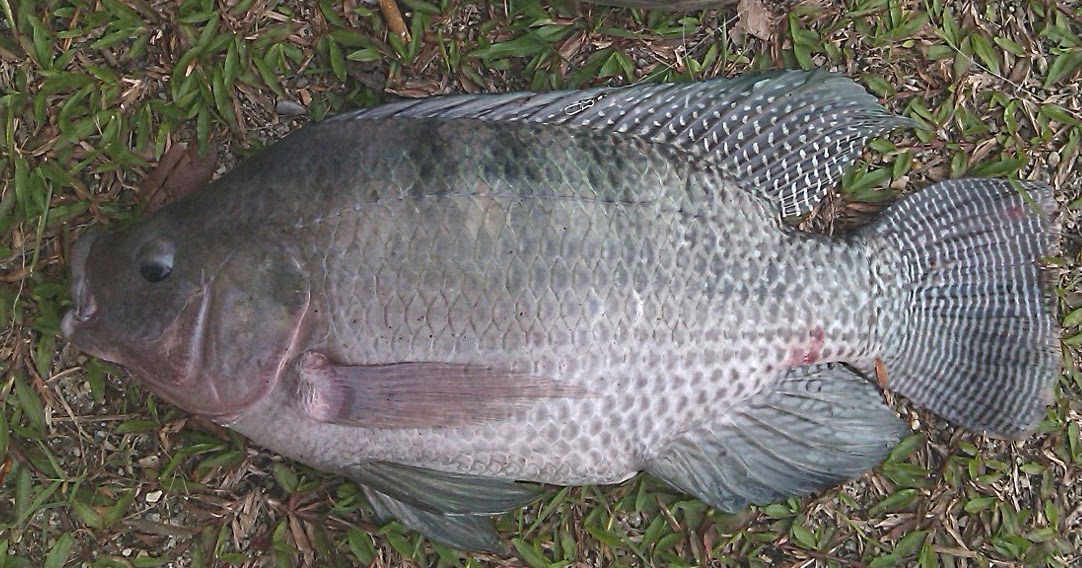 The Fish Hut Tilapia Fishing Part 2