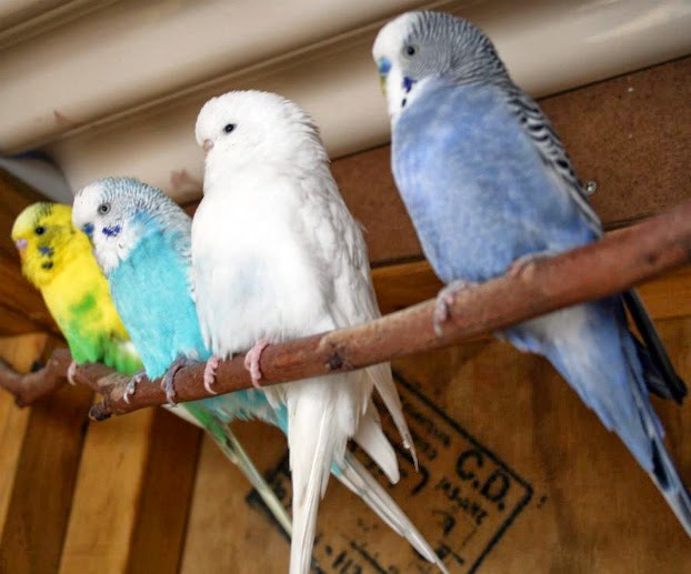 Jual Parkit Murah Parkit Mania Burung Parkit Parkiter