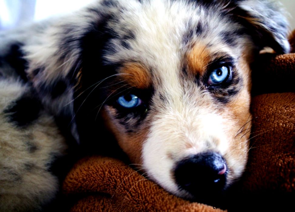Cute Australian Shepherd Puppies Cute Australian Shepherd Puppies