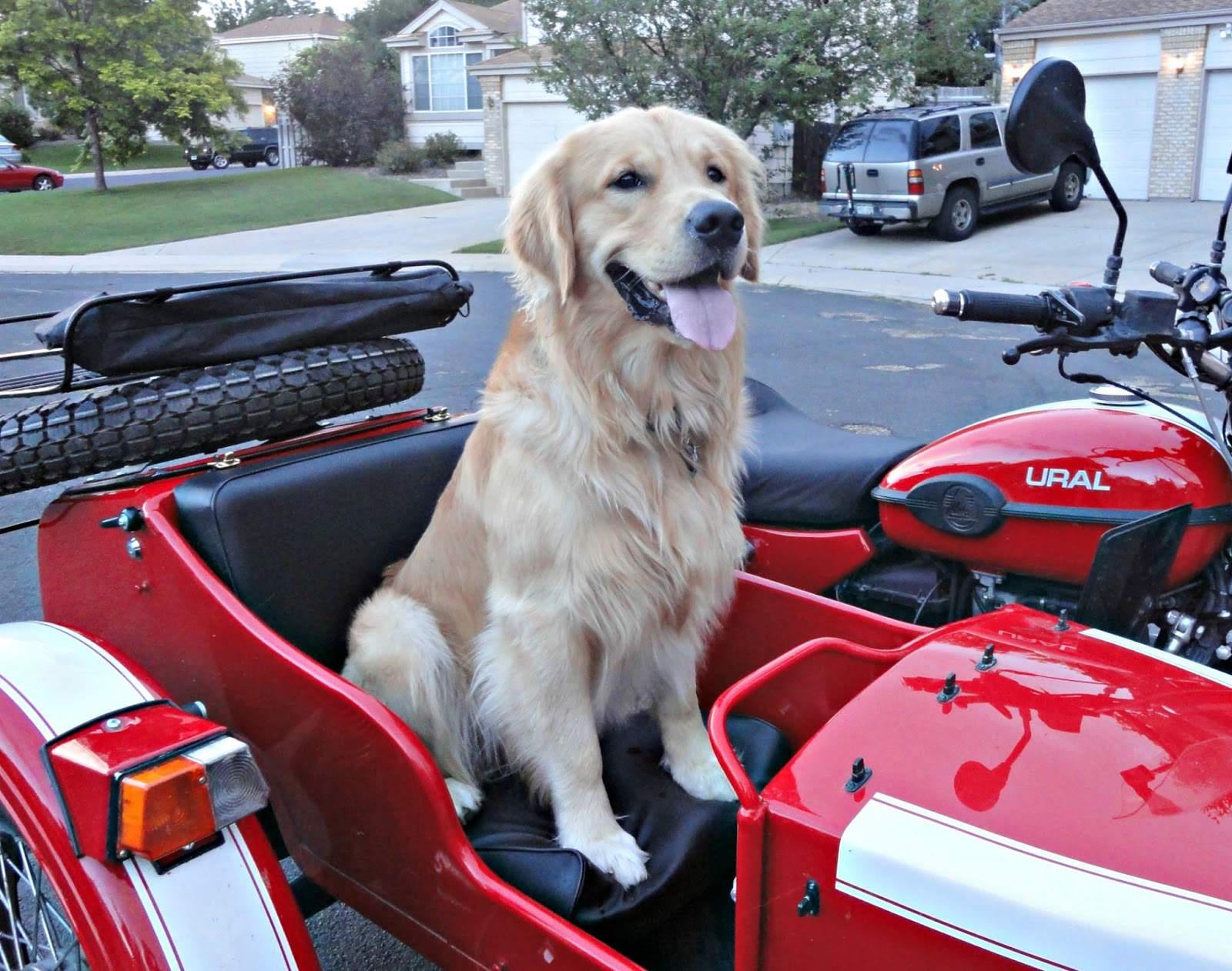 A Redleg's Rides Two dogs, a sidecar and a ride to Mount Evans for one of the dogs.