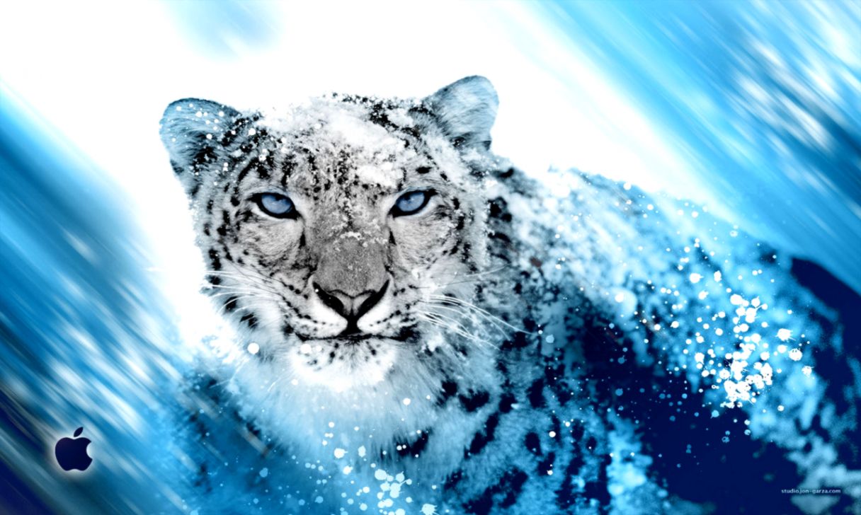 Snow Leopard Wallpaper Collection 40