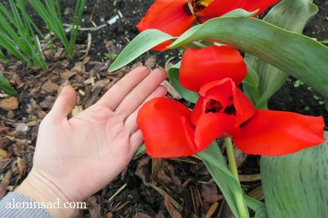 сорта тюльпанов, тюльпан, аленин сад, весенние луковичные, красный тюльпан, с полосатыми листьями, гигантский цветок, цветок 20 см в диаметре,