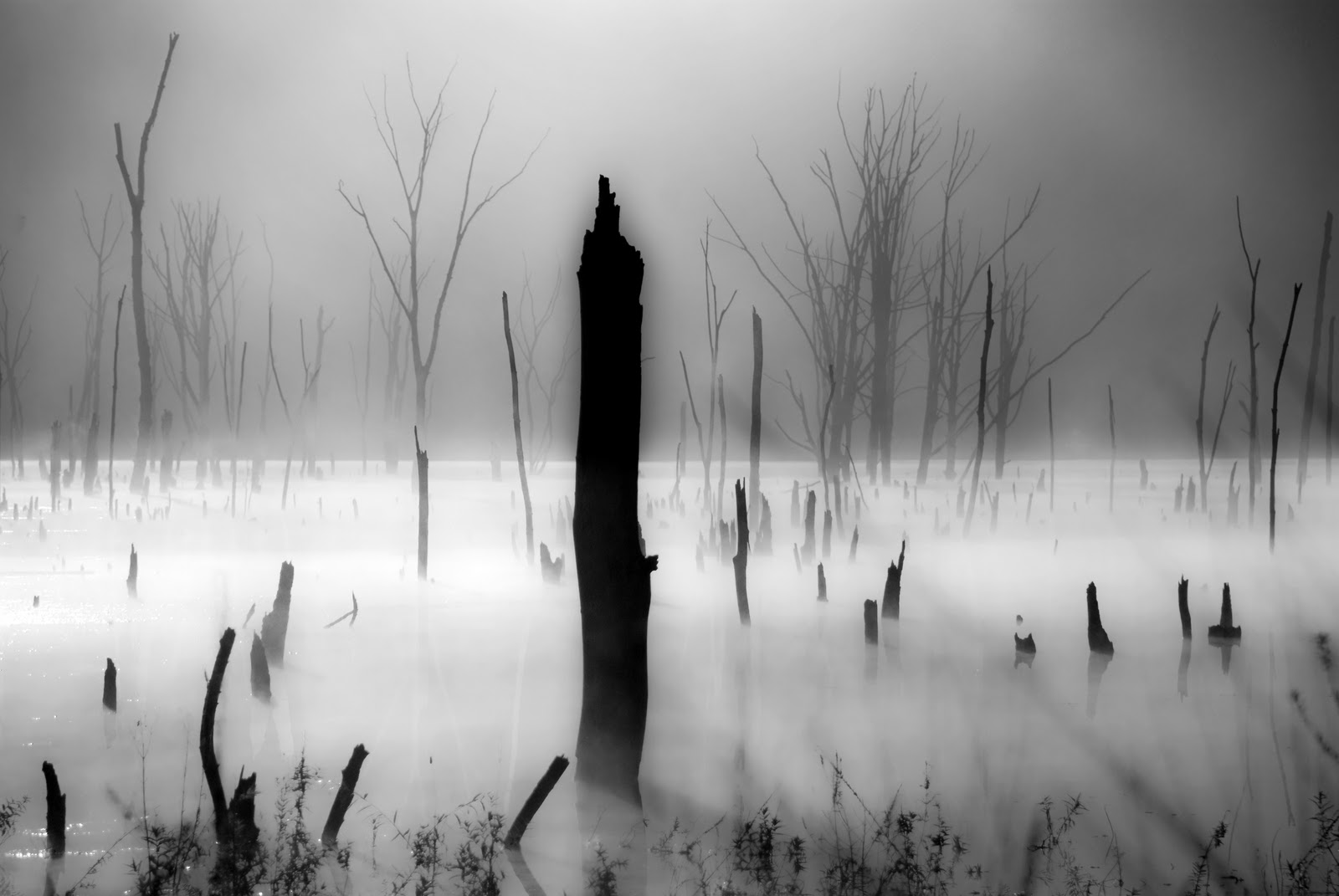 Fog And Light