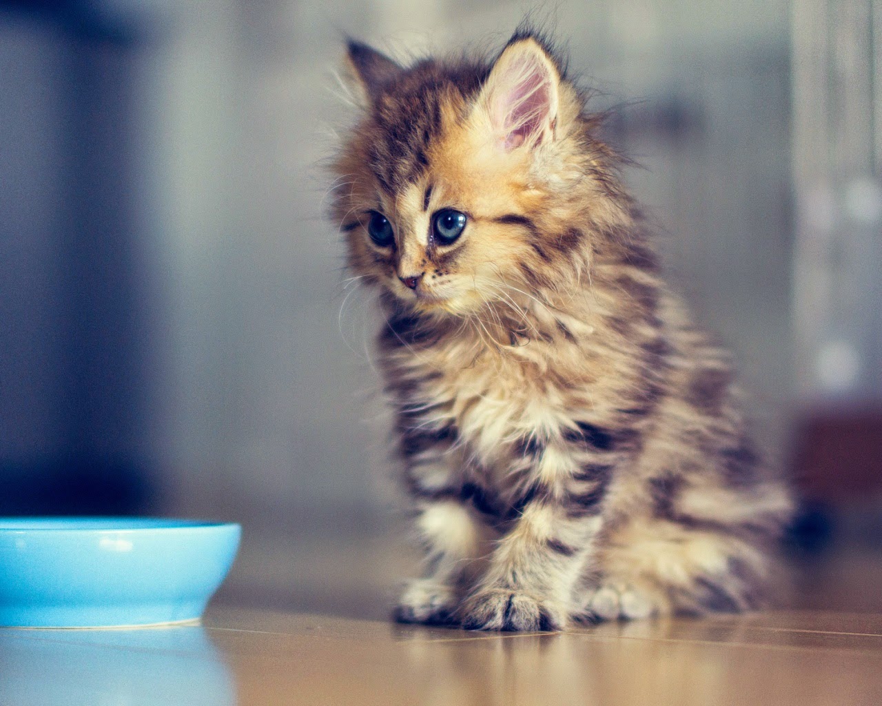 150 Gambar Kucing Lucu Dan Imut Anggora Persia Maine Coon
