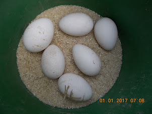 Goose eggs kept for hatching.