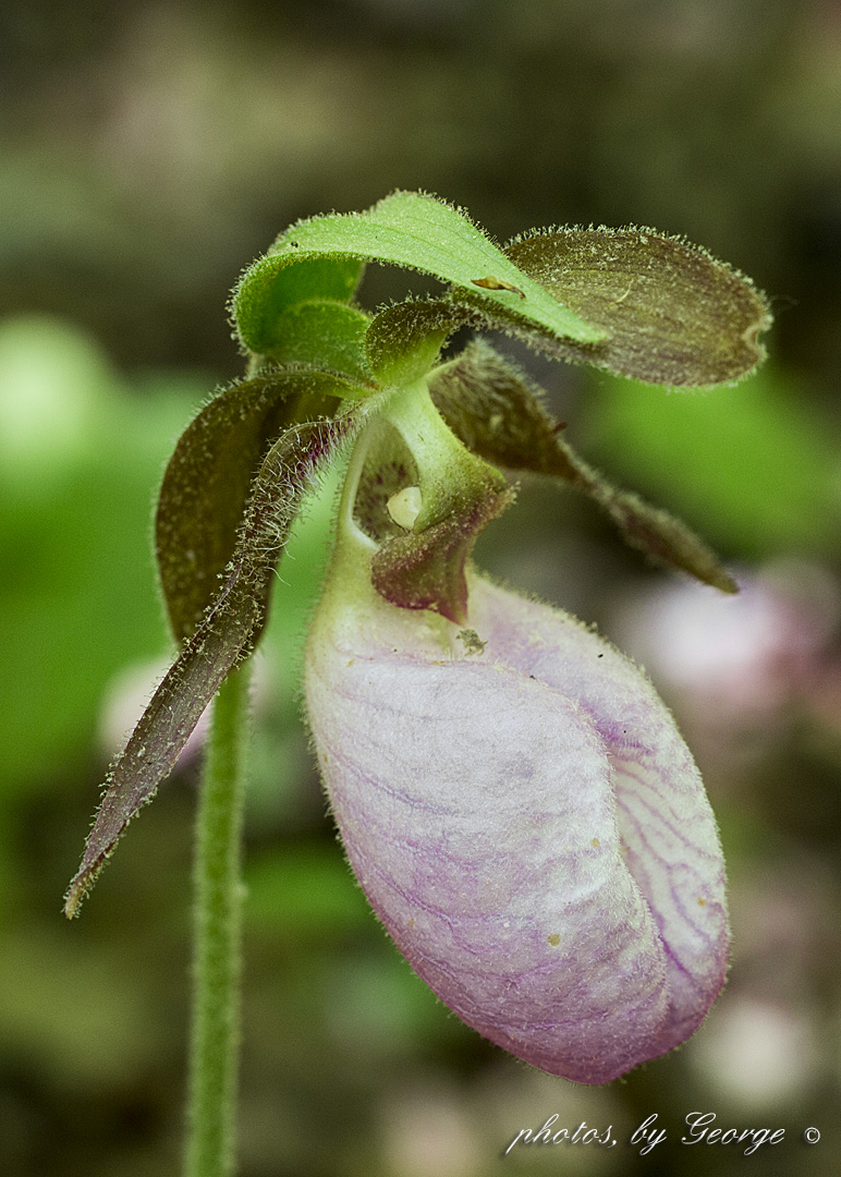 pink slipper flower quot what s blooming now quot may 2013 pink slipper flower quot what s blooming now quot may 2013