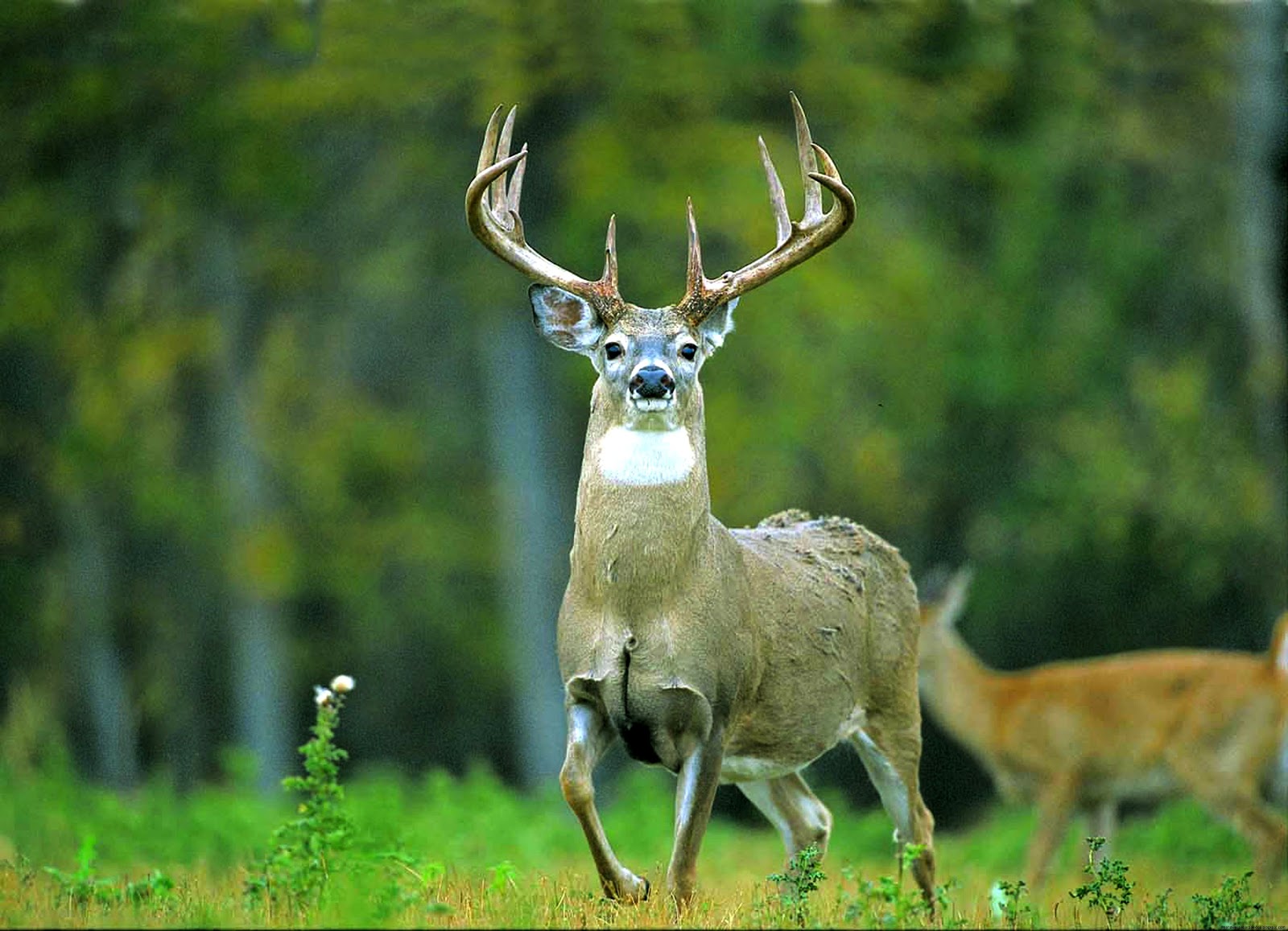 Free Whitetail Deer Desktop Free Whitetail Deer Desktop