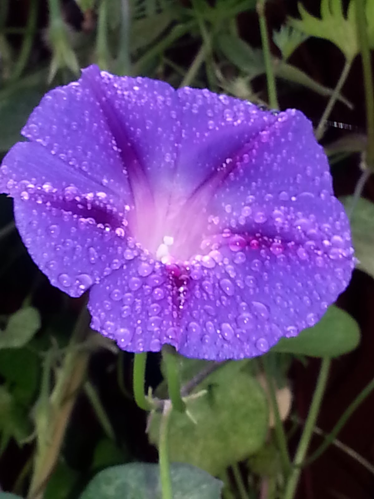 Dew Covered Morning Glory