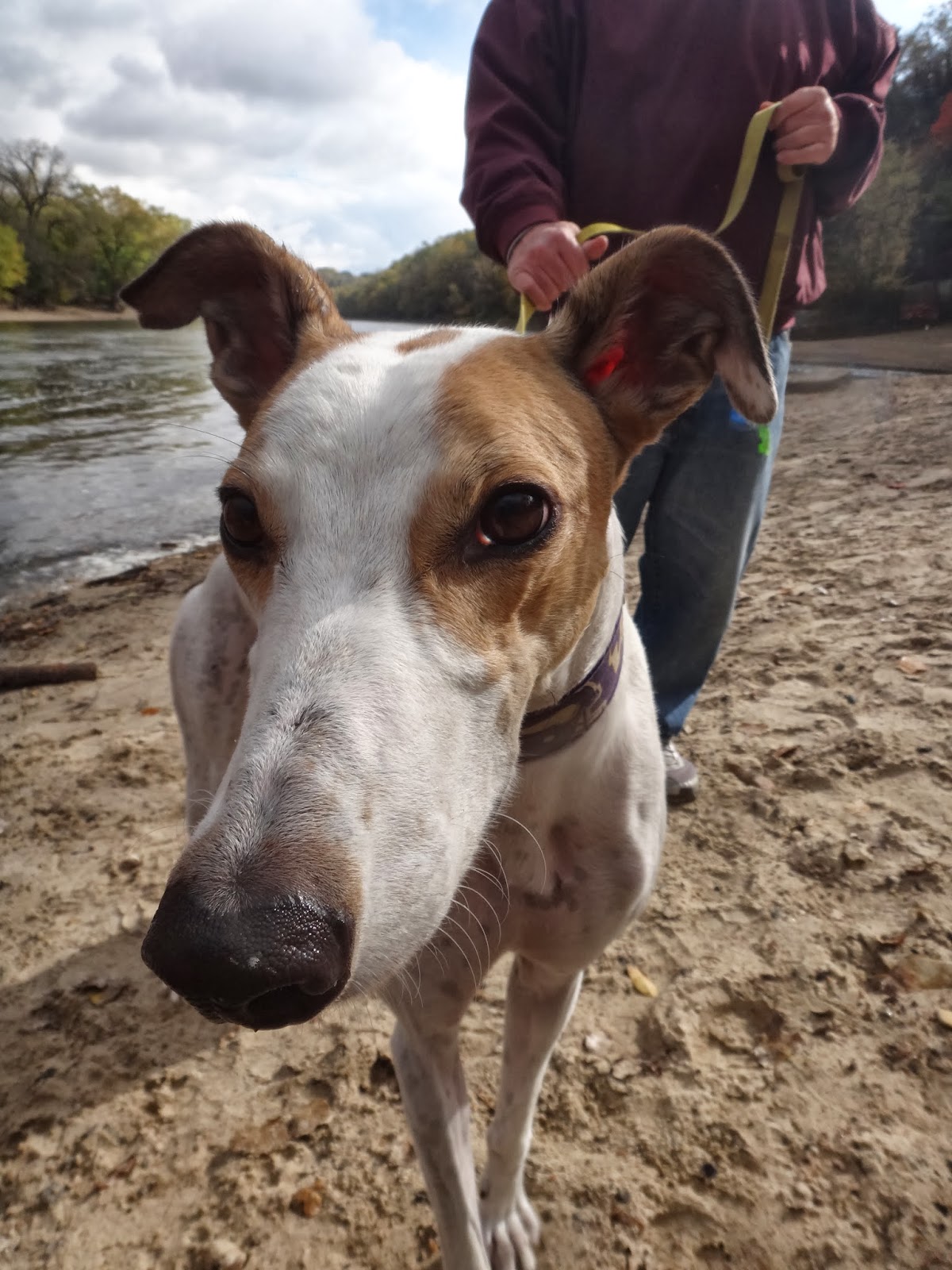 Northern Lights Greyhound Adoption Dog Blog Amazing Greyhound Ears