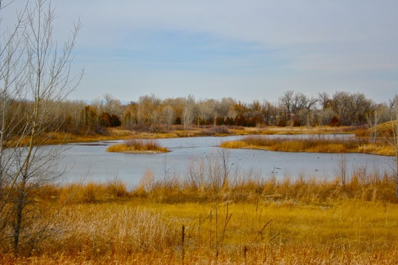 Colorado Lifestyle Walden Ponds Ducks Unlimited