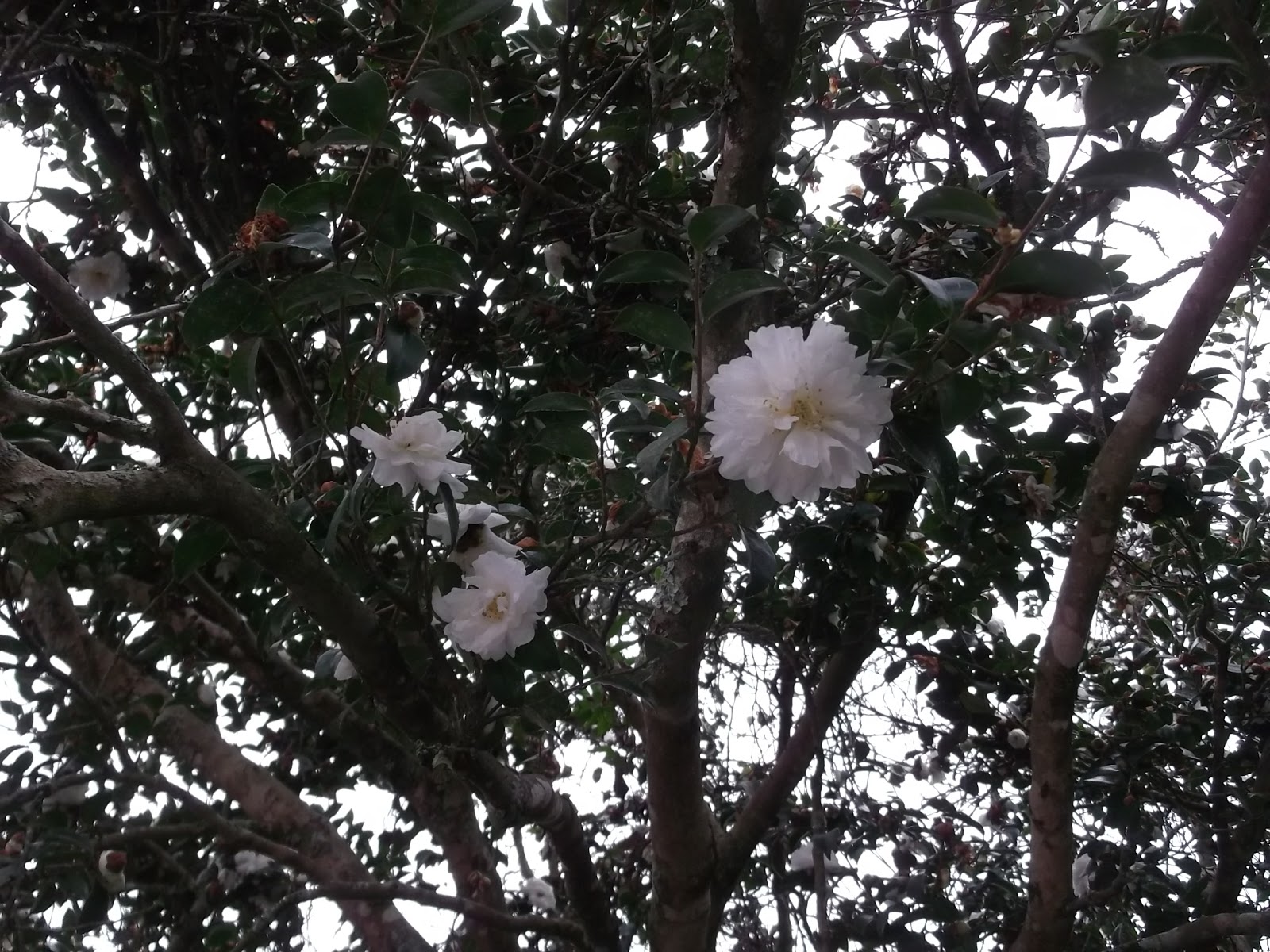 Dans Le Jardin Une Femme D Un Certain Age