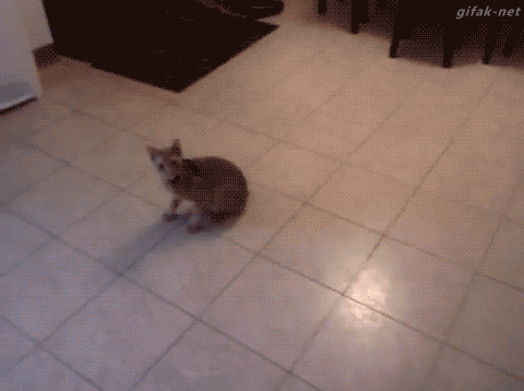 Funny cats - part 178, funny cat gif, cat gifs, best cat gif