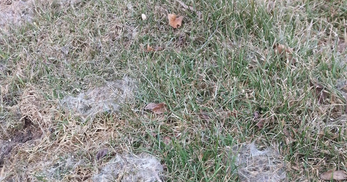 Lawn*Doctor Lawn Care Insights Why does my lawn look moldy?