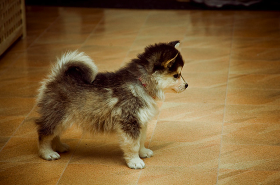Are these the cutest dogs in existence? Pomskies are a husky Are these the cutest dogs in existence? Pomskies are a husky
