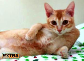 Cat Weiner