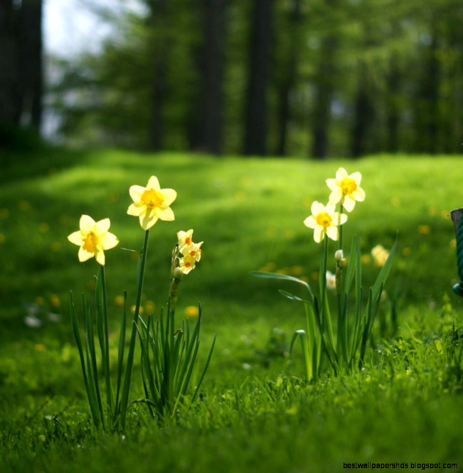 Elegant Narcissus Flowers Wallpapers 1024x1024 iWallHD Elegant Narcissus Flowers Wallpapers 1024x1024 iWallHD