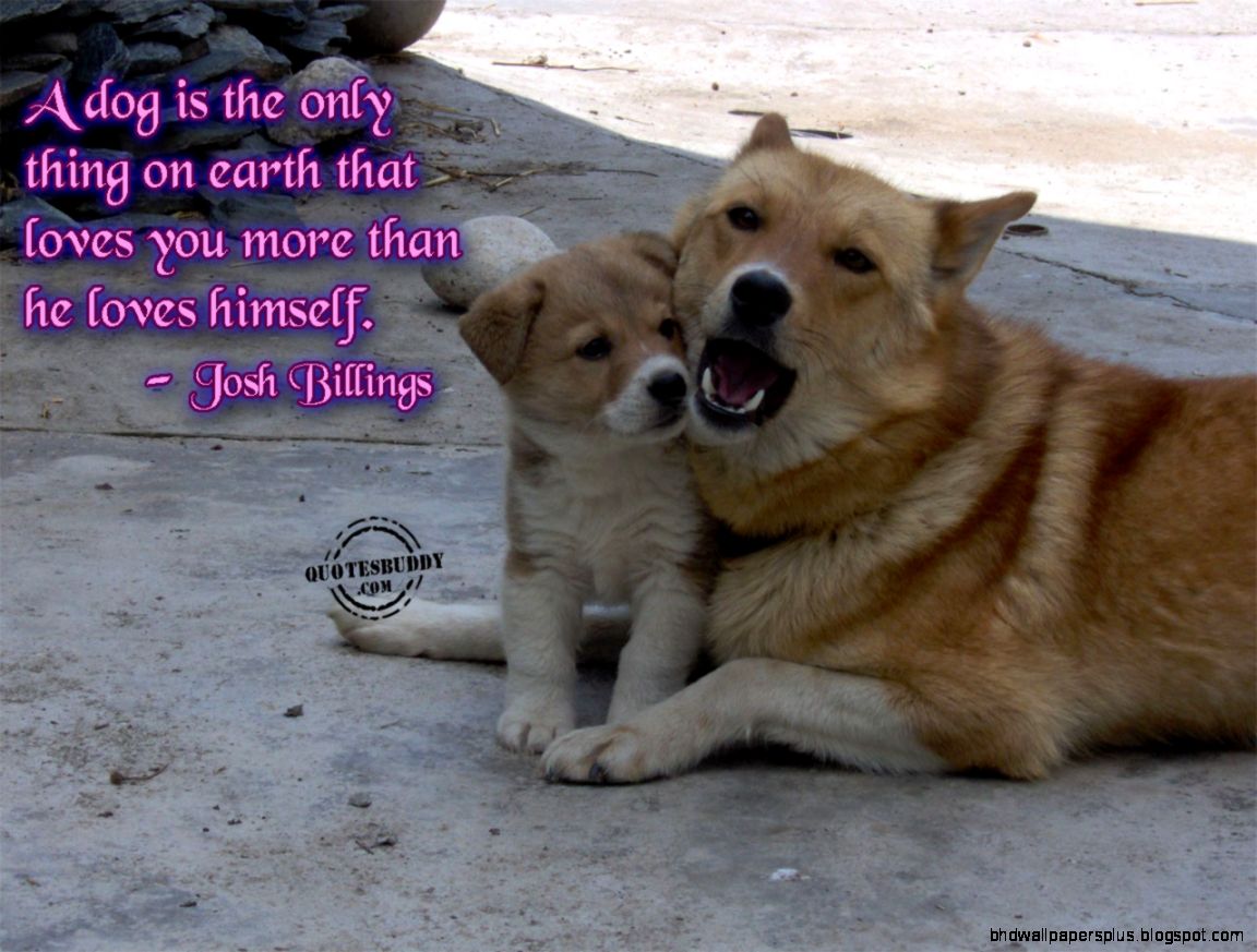 Funny Animals With Quotes 13 Wide Wallpaper Funny Animals With Quotes 13 Wide Wallpaper