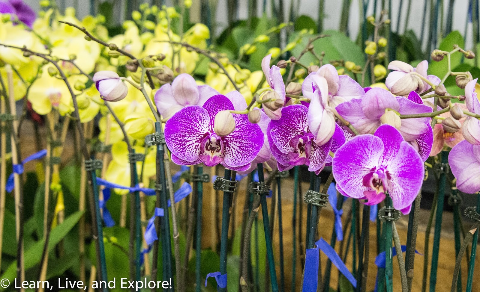 A Day of Flowers From the Wholesaler to a Arrangement