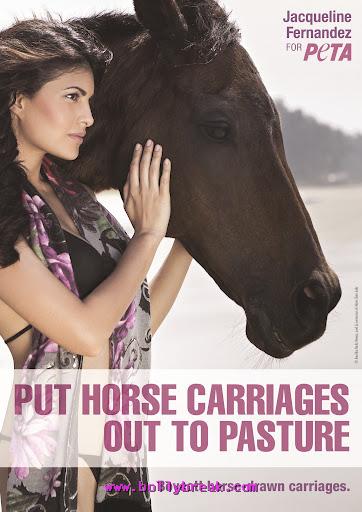 Jacqueline Fernandez PETA  Wallpaper with Horse - Jacqueline Fernandez PETA Wallpaper