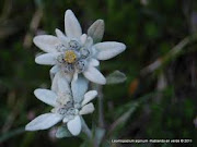 Flor edelweiss