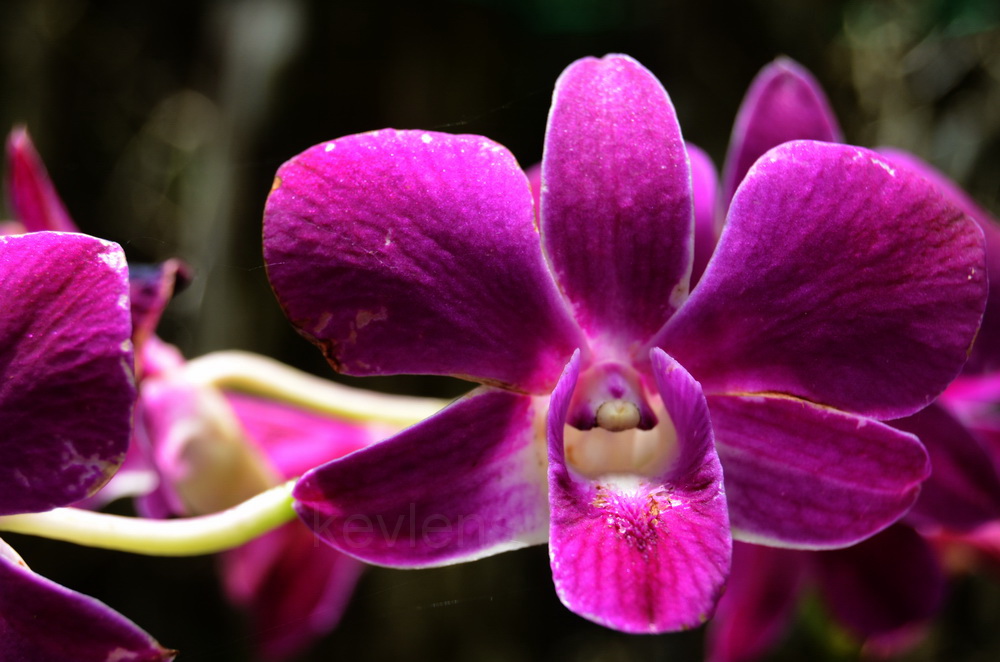 Unbelievable How Orchids Thrive In The Rainforest - n5fp6qr