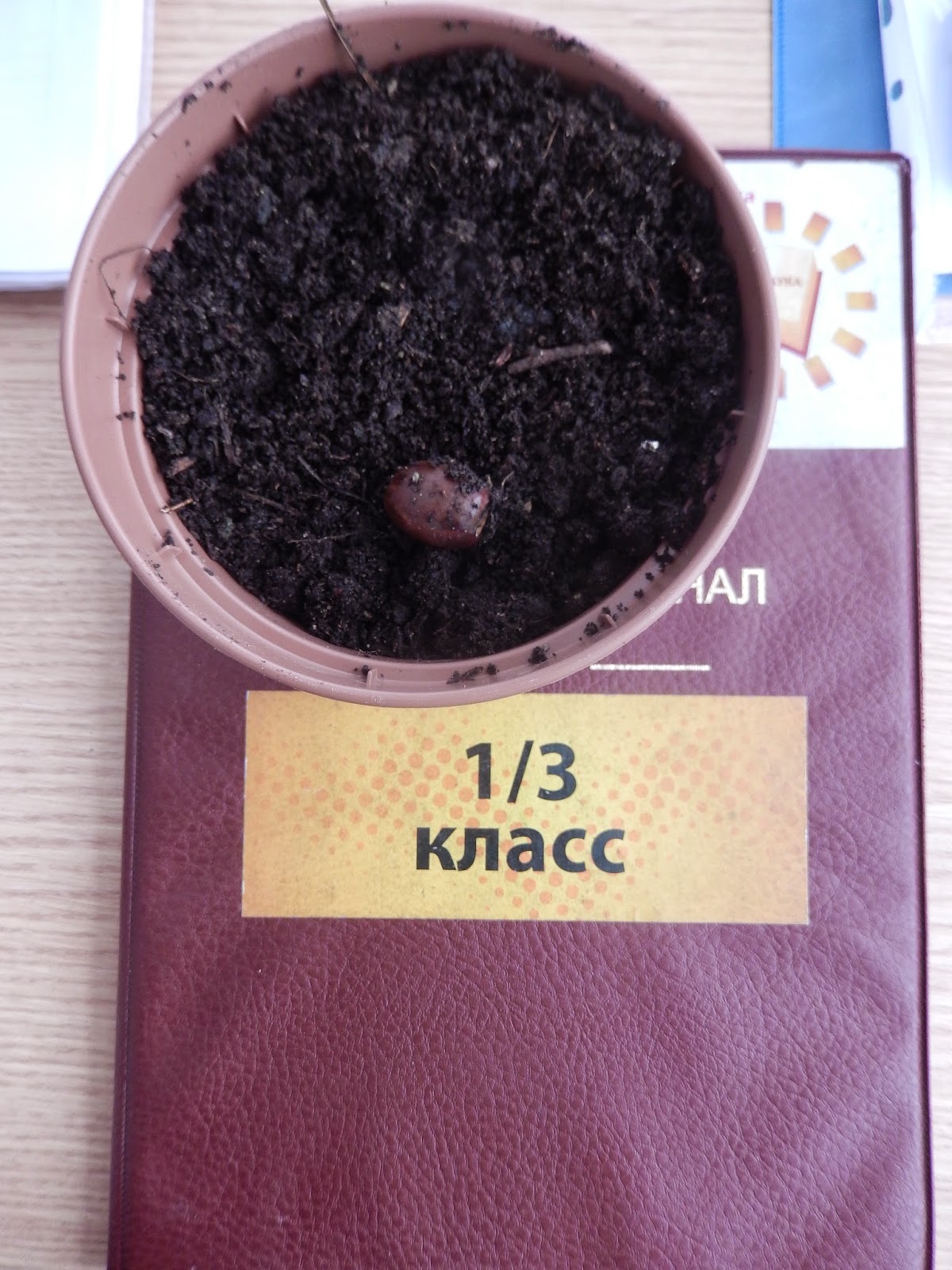 О чем мечтает зернышко. Смотреть фото О чем мечтает зернышко. Смотреть картинку О чем мечтает зернышко. Картинка про О чем мечтает зернышко. Фото О чем мечтает зернышко