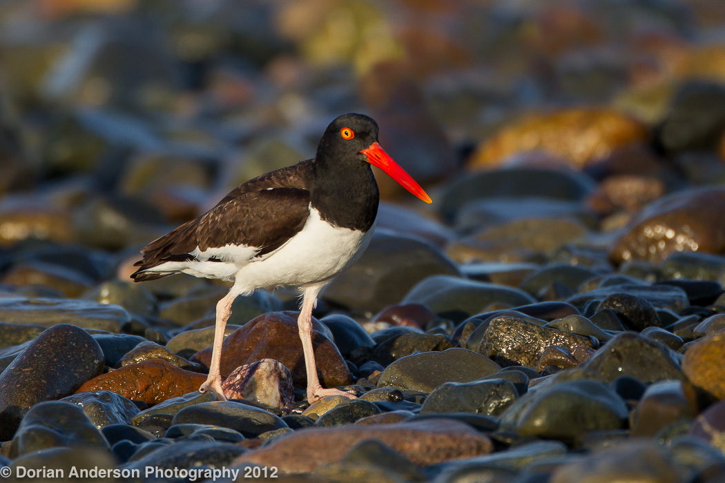 American Oystercatcher - dorianandersonphotography