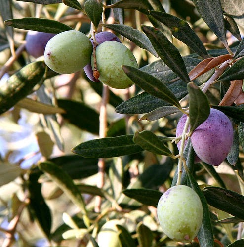 POKOK ZAITUN- BUAH ZAITUN - MINYAK ZAITUN - OLIVE - Fuziah Sulaiman blog: pERIHAL