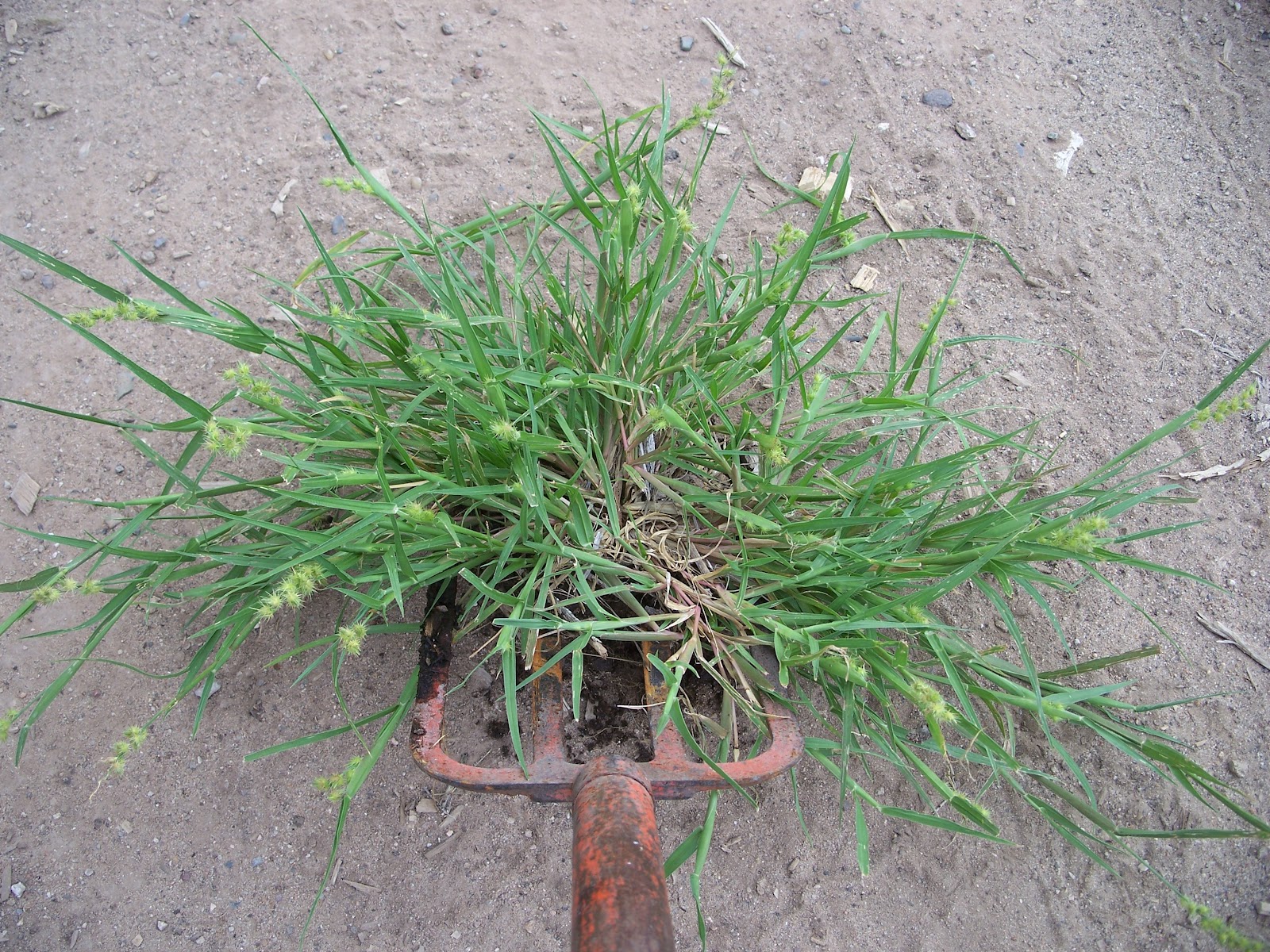 Weed Identification Sand Bur