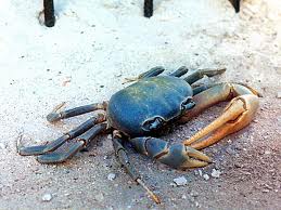Blue Crab (Callinectes sapidus):facts the animal world